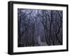 Mountain Forest Path, Mt. Huangshan (Yellow Mountain), China-Keren Su-Framed Photographic Print
