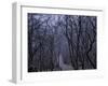 Mountain Forest Path, Mt. Huangshan (Yellow Mountain), China-Keren Su-Framed Photographic Print