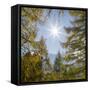 Mountain forest with European Larch in the dolomites of South Tyrol, Alto Adige-Martin Zwick-Framed Stretched Canvas