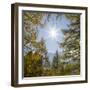 Mountain forest with European Larch in the dolomites of South Tyrol, Alto Adige-Martin Zwick-Framed Photographic Print