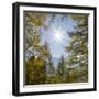 Mountain forest with European Larch in the dolomites of South Tyrol, Alto Adige-Martin Zwick-Framed Photographic Print