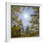 Mountain forest with European Larch in the dolomites of South Tyrol, Alto Adige-Martin Zwick-Framed Photographic Print