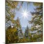 Mountain forest with European Larch in the dolomites of South Tyrol, Alto Adige-Martin Zwick-Mounted Photographic Print