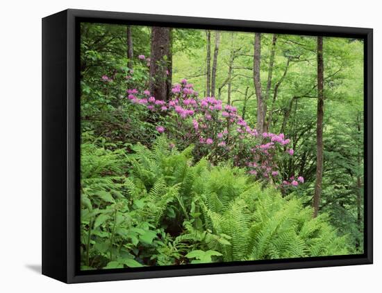 Mountain Forest with Flowering Rhododendron, Mtirala National Park, Georgia, May 2008-Popp-Framed Stretched Canvas