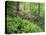 Mountain Forest with Flowering Rhododendron, Mtirala National Park, Georgia, May 2008-Popp-Stretched Canvas