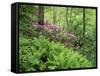 Mountain Forest with Flowering Rhododendron, Mtirala National Park, Georgia, May 2008-Popp-Framed Stretched Canvas