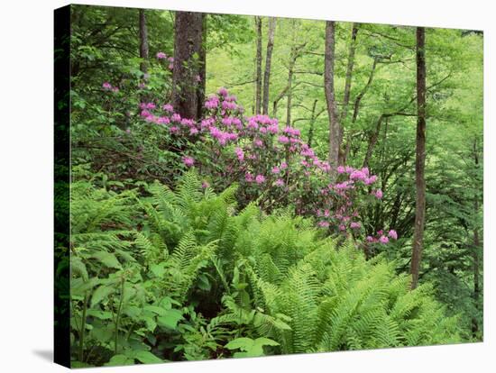 Mountain Forest with Flowering Rhododendron, Mtirala National Park, Georgia, May 2008-Popp-Stretched Canvas