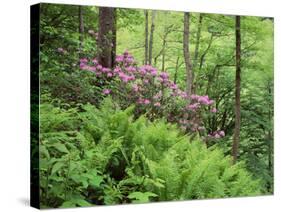 Mountain Forest with Flowering Rhododendron, Mtirala National Park, Georgia, May 2008-Popp-Stretched Canvas