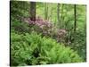 Mountain Forest with Flowering Rhododendron, Mtirala National Park, Georgia, May 2008-Popp-Stretched Canvas