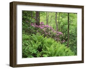 Mountain Forest with Flowering Rhododendron, Mtirala National Park, Georgia, May 2008-Popp-Framed Premium Photographic Print
