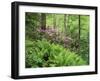 Mountain Forest with Flowering Rhododendron, Mtirala National Park, Georgia, May 2008-Popp-Framed Premium Photographic Print