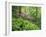 Mountain Forest with Flowering Rhododendron, Mtirala National Park, Georgia, May 2008-Popp-Framed Premium Photographic Print