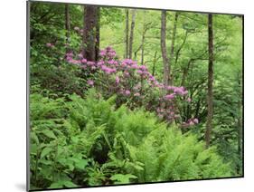 Mountain Forest with Flowering Rhododendron, Mtirala National Park, Georgia, May 2008-Popp-Mounted Premium Photographic Print