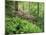 Mountain Forest with Flowering Rhododendron, Mtirala National Park, Georgia, May 2008-Popp-Mounted Premium Photographic Print