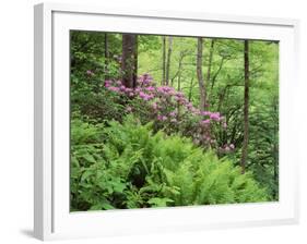 Mountain Forest with Flowering Rhododendron, Mtirala National Park, Georgia, May 2008-Popp-Framed Photographic Print