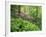 Mountain Forest with Flowering Rhododendron, Mtirala National Park, Georgia, May 2008-Popp-Framed Photographic Print