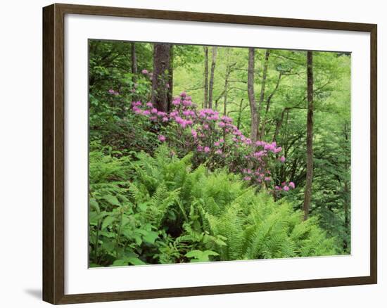 Mountain Forest with Flowering Rhododendron, Mtirala National Park, Georgia, May 2008-Popp-Framed Photographic Print