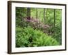 Mountain Forest with Flowering Rhododendron, Mtirala National Park, Georgia, May 2008-Popp-Framed Photographic Print