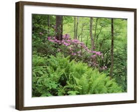 Mountain Forest with Flowering Rhododendron, Mtirala National Park, Georgia, May 2008-Popp-Framed Photographic Print