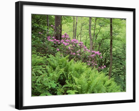 Mountain Forest with Flowering Rhododendron, Mtirala National Park, Georgia, May 2008-Popp-Framed Photographic Print