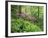 Mountain Forest with Flowering Rhododendron, Mtirala National Park, Georgia, May 2008-Popp-Framed Photographic Print