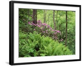 Mountain Forest with Flowering Rhododendron, Mtirala National Park, Georgia, May 2008-Popp-Framed Photographic Print