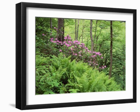 Mountain Forest with Flowering Rhododendron, Mtirala National Park, Georgia, May 2008-Popp-Framed Photographic Print