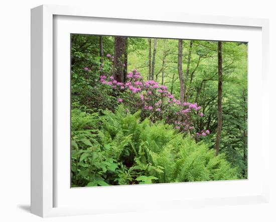 Mountain Forest with Flowering Rhododendron, Mtirala National Park, Georgia, May 2008-Popp-Framed Photographic Print