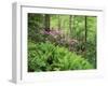 Mountain Forest with Flowering Rhododendron, Mtirala National Park, Georgia, May 2008-Popp-Framed Photographic Print