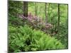 Mountain Forest with Flowering Rhododendron, Mtirala National Park, Georgia, May 2008-Popp-Mounted Photographic Print