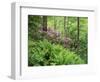 Mountain Forest with Flowering Rhododendron, Mtirala National Park, Georgia, May 2008-Popp-Framed Photographic Print