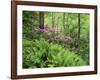 Mountain Forest with Flowering Rhododendron, Mtirala National Park, Georgia, May 2008-Popp-Framed Photographic Print