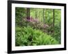 Mountain Forest with Flowering Rhododendron, Mtirala National Park, Georgia, May 2008-Popp-Framed Photographic Print