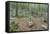 Mountain Forest-Rob Tilley-Framed Stretched Canvas