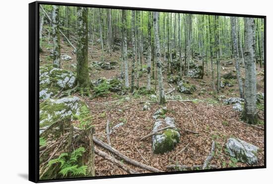 Mountain Forest-Rob Tilley-Framed Stretched Canvas