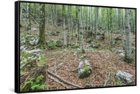 Mountain Forest-Rob Tilley-Framed Stretched Canvas