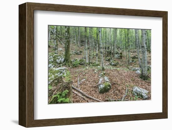 Mountain Forest-Rob Tilley-Framed Photographic Print