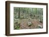 Mountain Forest-Rob Tilley-Framed Photographic Print