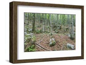 Mountain Forest-Rob Tilley-Framed Photographic Print