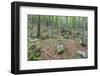 Mountain Forest-Rob Tilley-Framed Photographic Print