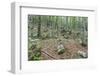 Mountain Forest-Rob Tilley-Framed Photographic Print