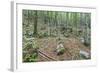 Mountain Forest-Rob Tilley-Framed Photographic Print