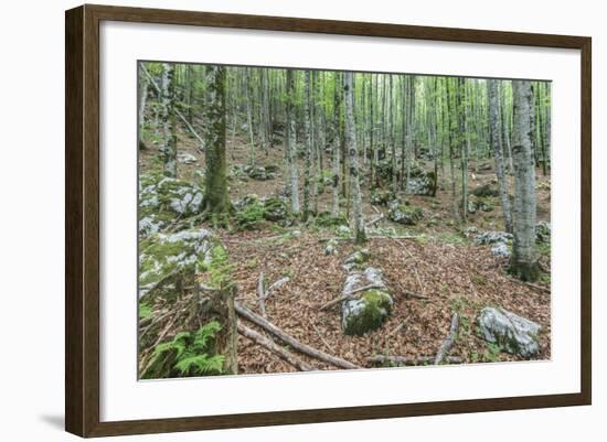 Mountain Forest-Rob Tilley-Framed Photographic Print