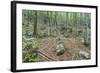 Mountain Forest-Rob Tilley-Framed Photographic Print