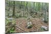 Mountain Forest-Rob Tilley-Mounted Photographic Print