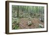 Mountain Forest-Rob Tilley-Framed Photographic Print