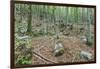 Mountain Forest-Rob Tilley-Framed Photographic Print