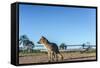 Mountain Fox on El Palmar National Park, Argentina-Anibal Trejo-Framed Stretched Canvas