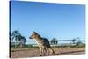 Mountain Fox on El Palmar National Park, Argentina-Anibal Trejo-Stretched Canvas