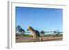 Mountain Fox on El Palmar National Park, Argentina-Anibal Trejo-Framed Photographic Print